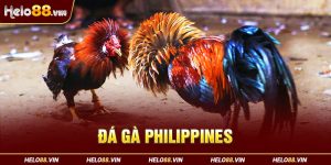 Đá Gà Philippines Helo88 - Sức Hút Từ Những Trận Đấu Gà Đỉnh Cao