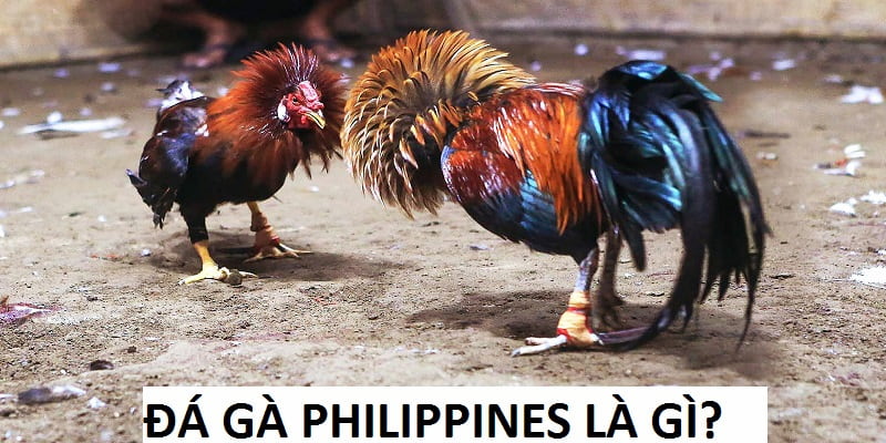 Đá Gà Philippines đang là hình thích rất được yêu thích